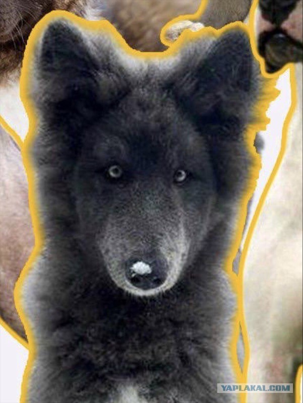 В России хотят создать реестр хозяев опасных домашних животных