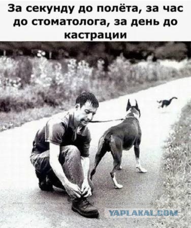 Веселые картинки в понедельник (24.11)
