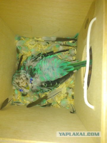 Как я попуганов размножала