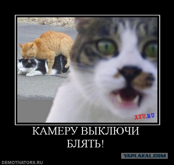 Демотиваторы.