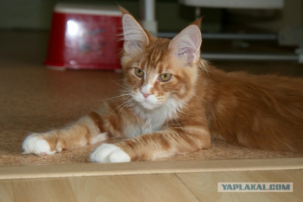 Котовторник   15.04.2014