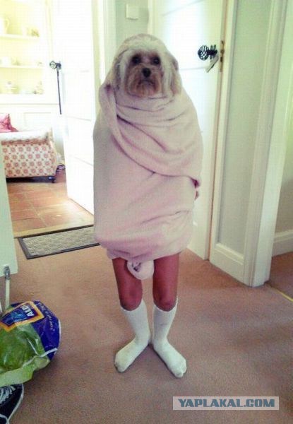 Смешные картинки и комментарии