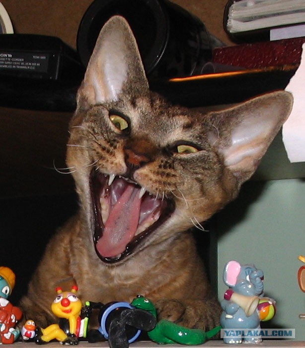 А у тебя есть фото твоей зевающей котейки ?