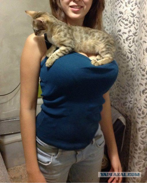 Про кота и г..вно
