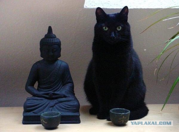 Котовторник 9.12.2014