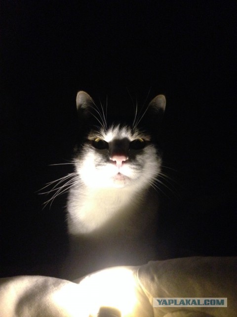 Котооо-о-о-вторник
