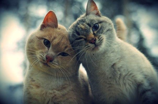 Картинки из этих, ваших...