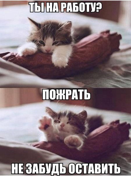 Мохнатые беспредельщики
