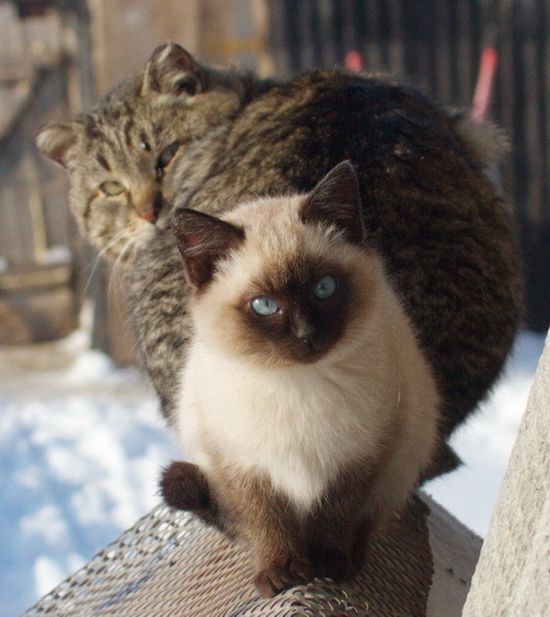 Когда два кота