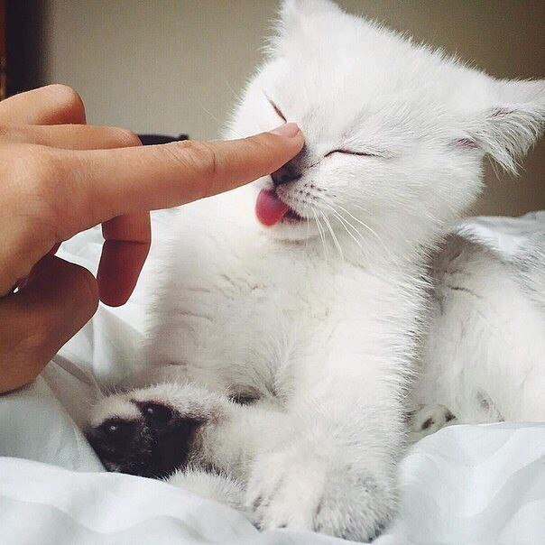 Коты из сети