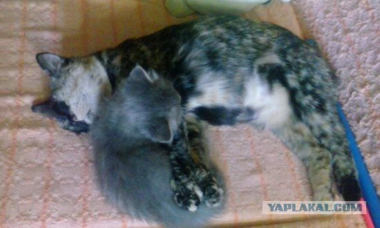 Котовторник 1.08.17