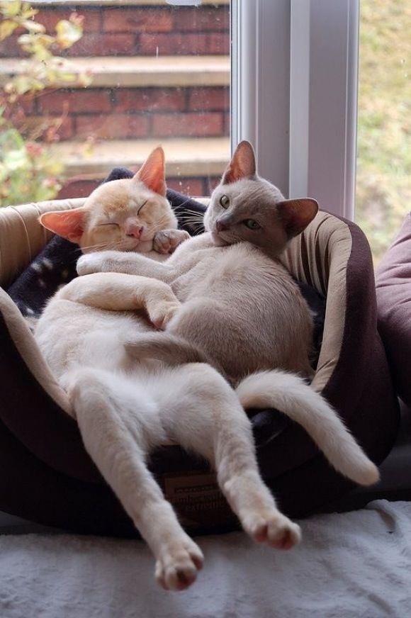 Коты и Кошки