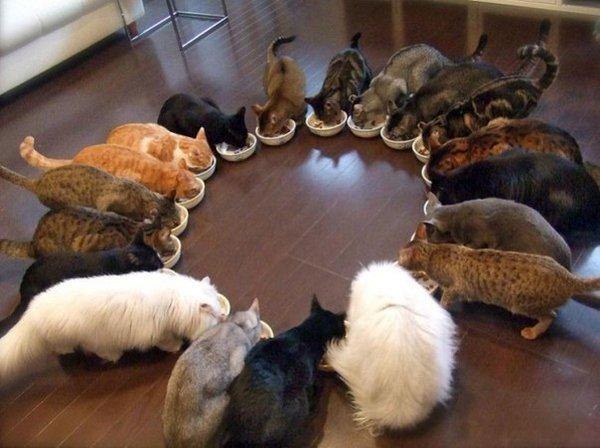 Коты и Кошки