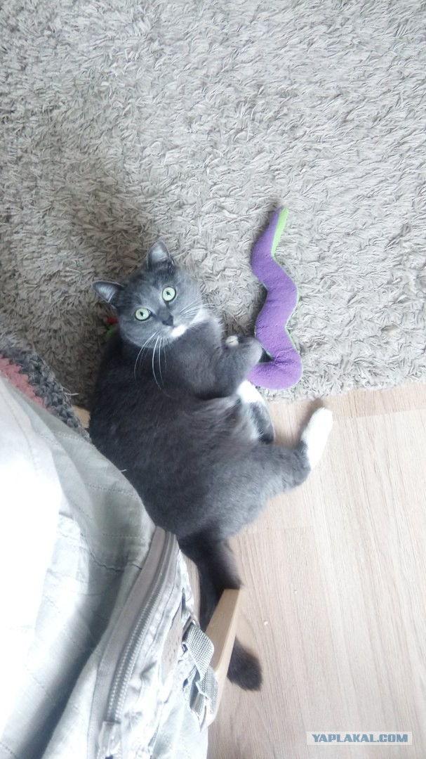 Котовторник 24.04.2018