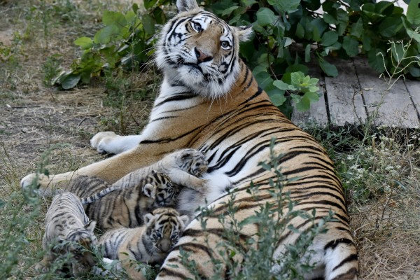 В крымском сафари-парке амурская тигрица родила тигрят