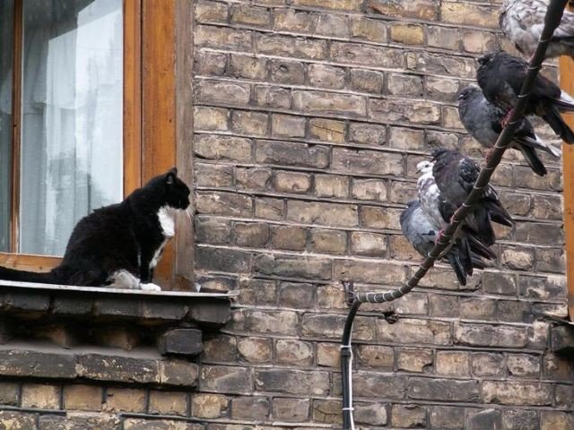 Кот без прикрас