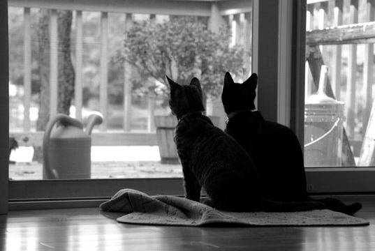 Котовторник: Кошки гаваны и другие!