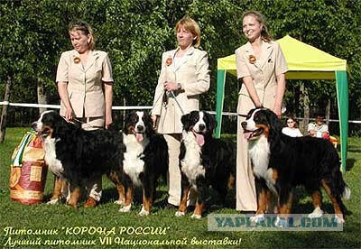Что выросло, то выросло. Собакочетверг!