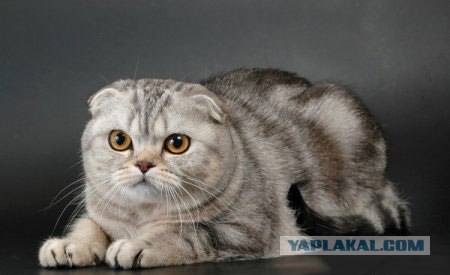 Первый котовторник июля
