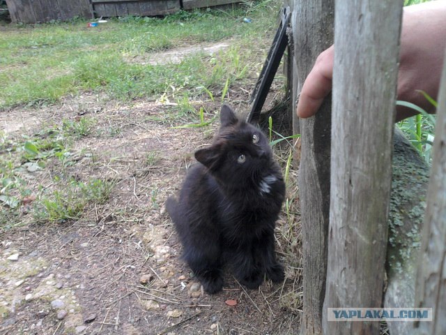 Супер-котофото на котовторник