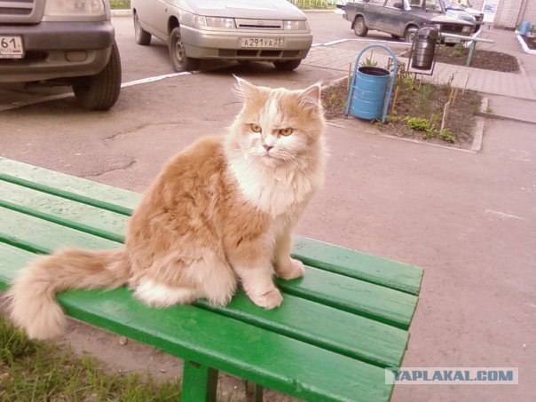 Котовторник (начало в супермаркете!)