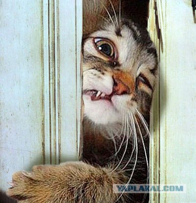 Котовторник (31.01.2012)