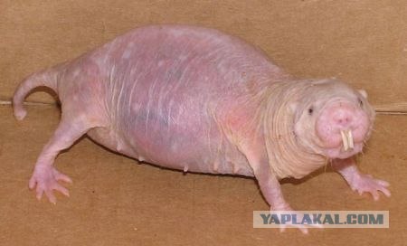 Пойманый крот