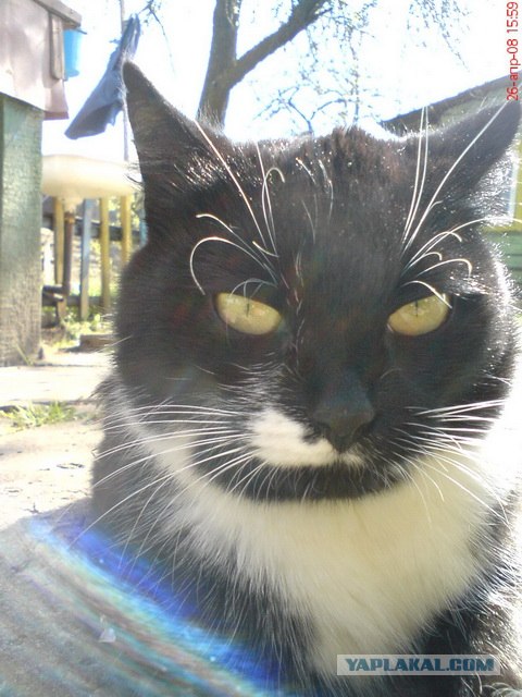 Котовторник 29.05.2012