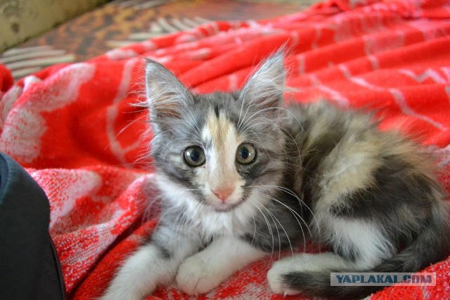 Котовторник 31.07.2012 г.