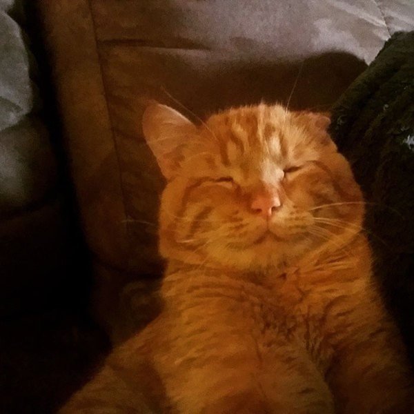 Забавные фото котеек