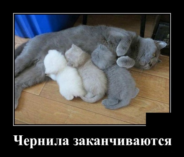 Пост весёлых картинок