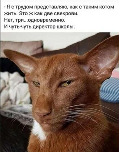 Картинки с надписями, истории и анекдоты 21.11.19