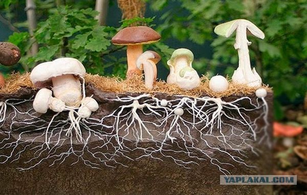 Грибной пост
