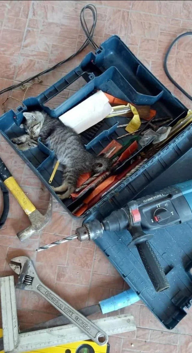 Эти забавные животные