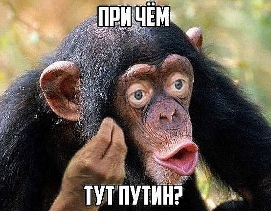 Доклад МВД по "Дворцу Путина"