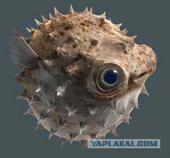 Гиперактивный Бульдог