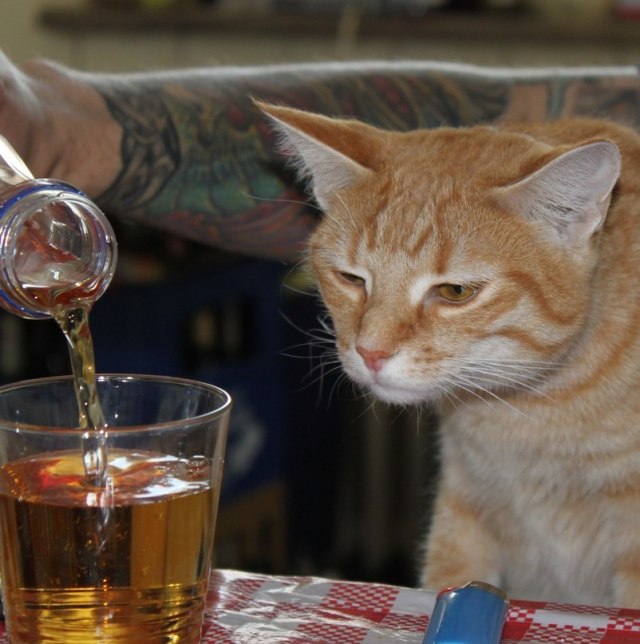 Котэ дает лапку