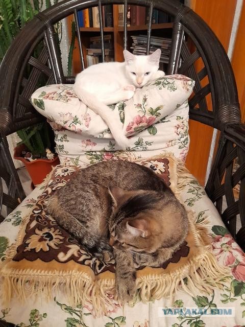 Котэ Веник в котовторник