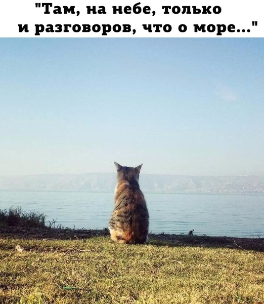 Картинки и мемы, всем хороших выходных