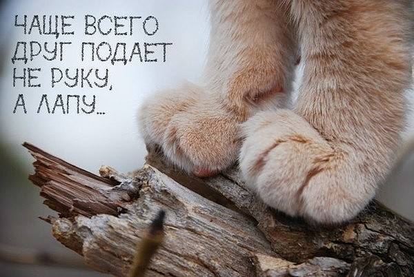 Картинки и мемы, всем хороших выходных