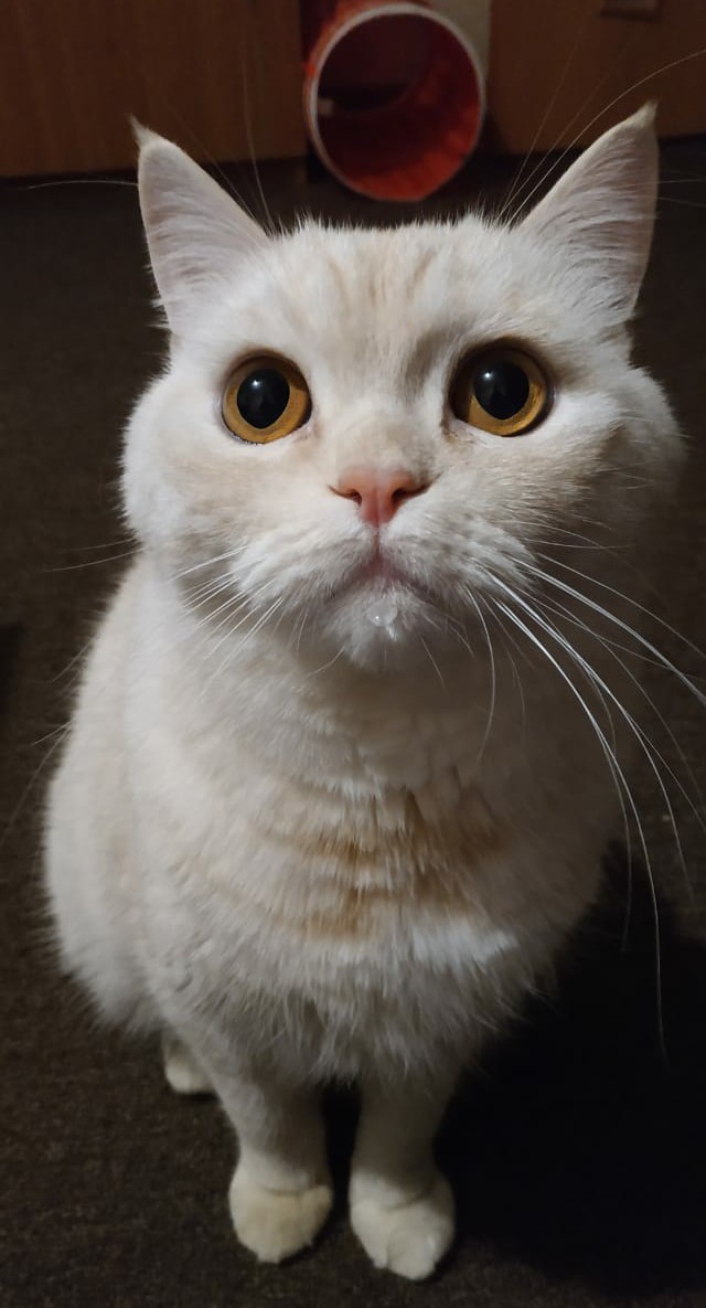 Совпало же? В котовторник