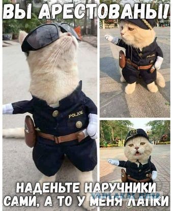 Рыжий кот закрыл дверь на щеколду