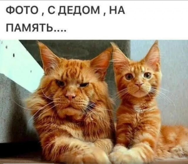 К котовторнику: подборка картинок-баянов с котиками и про котиков. Выпуск 6
