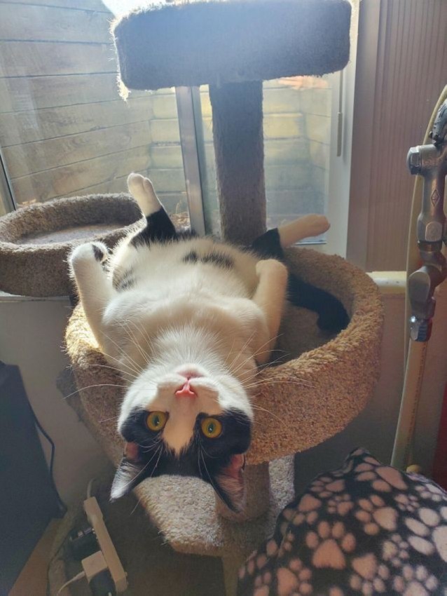 Картинки на  среду 25.02.2026