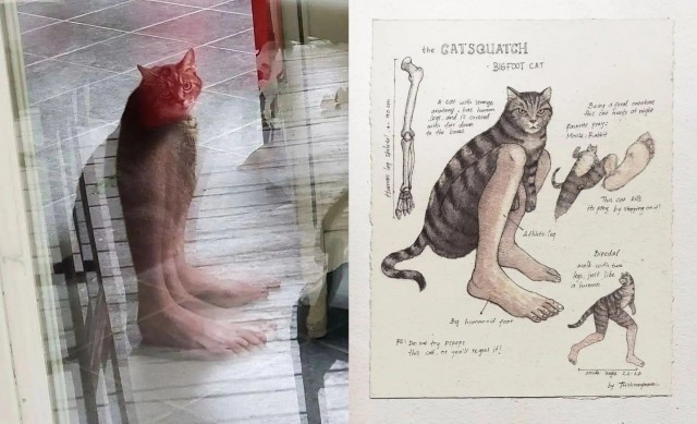 К котовторнику: подборка картинок-баянов с котиками и про котиков. Выпуск 38.