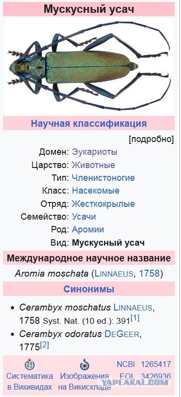 Что за Жук