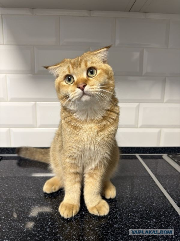 Котовторник. Начало