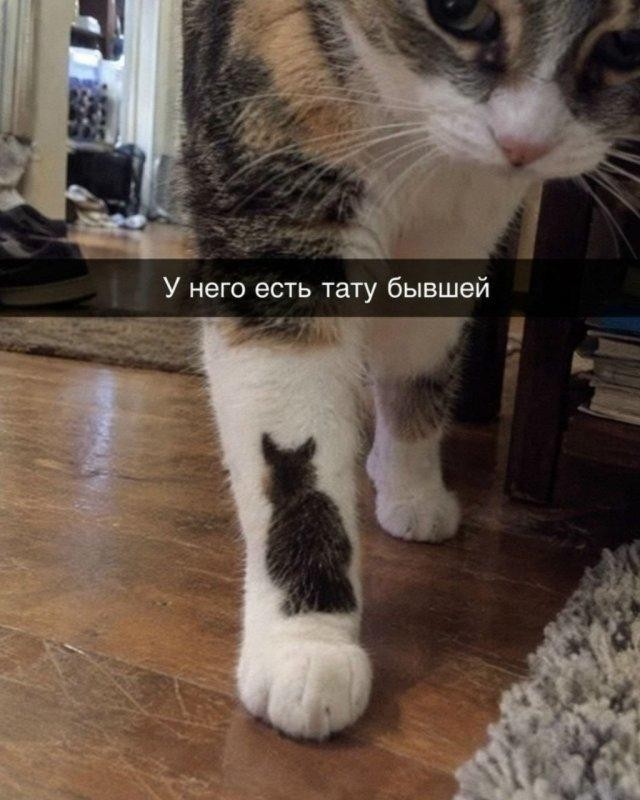 Картинки всякие разные невпопад 1.6