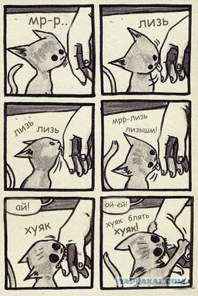 Польза от котов