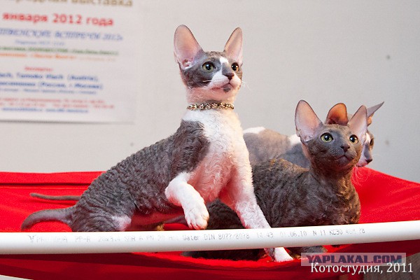 С Котовторником!